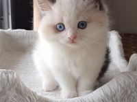 Asil Karakterli Full Şecereli Ragdoll Yavrular