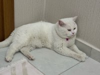 1 YAŞINDA BRİTİSH OĞLUMUZ TÜM AŞILARI VE EĞİTİMLERİ TAM