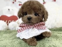 TOY POODLE KÖPEĞİ