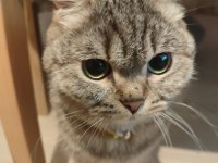 Ücretsiz dişsi british shorthair