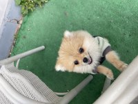 5 Aylık Dişi Pomeranian Boo