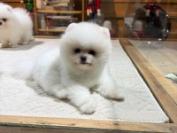 Sağlık Ve Irk Garantili Pomeranian Boo