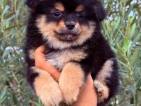 Tatlı pomeranian ayıcıklar