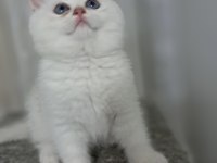 British shorthair point erkek