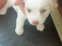 4 yavru köpeğimiz 1 buçuk aylık acil
