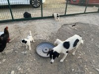 Ücretsiz 2 Aylık Border Collie Ve Pointer Yavrusu