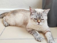 Sessiz uysal british shorthair