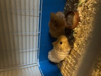 Erkek dişi genç yetişkin guinea pig