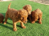POODLE YAVRULARIMIZ