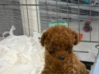 micro kore teacup poodle