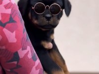 Rottweiler Saf Irk Harika Bebek