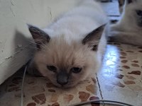 British Longhair Yavrular Teslime Hazır