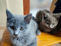 Scottish Fold dişi ve British Short Hair Erkek Dişi