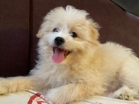 Havanese Terrier İle Foxy Pomeranian Kırması