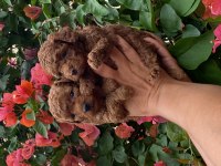 Toy poodle bebekler