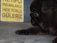 SHOW KALİTE SİYAH İNCİ PUG YAVRUMUZ