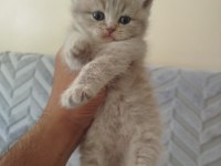 British Longhair Dişi Yavru