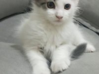 Dev kedi Koca pati Maine coon kediler yuvalarını arıyor