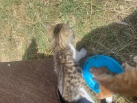 3 Eğitimli yavru kediler
