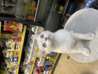 British Shorthair Yavrumuz