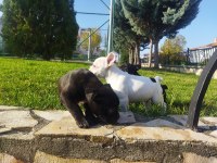 3 adet erkek french bulldog