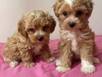Anne Babadan Orjinal Maltipoo Bebekleri