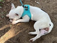 Ücretsiz Dişi French Bulldog