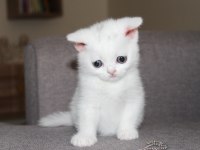 Safkan british shorthair yavru