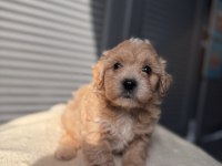 Minik Maltipoo
