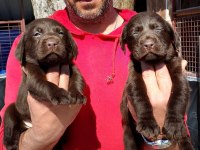 Çikolatalı Labrador