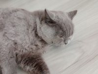 British shorthair erkek yavrumuz
