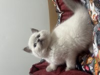 British shorthair bi color ve blue point bebek