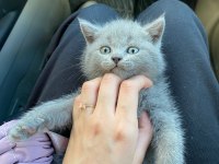 British shorthair