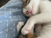 2 AYLIK ERKEK TEKİR KEDİMİZ YENİ YUVASINI ARIYOR