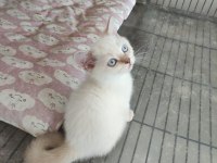 Safkan ayı surat kedimiz