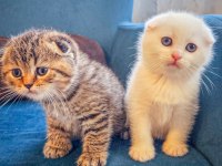 Yüzde yüz safkan scottish fold yavrular