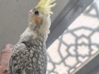 Sultan yavru renkli
