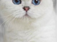British shorthair dişi