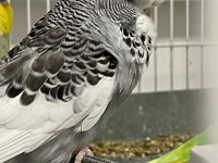 Sezona hazır show muhabbet kuşları