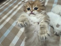 1 aylik british longhair bebik kedimize yuva arıyoruz.
