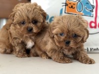 Ankarada Wc eğitimli  kore maltipoo lar ziyarete açık