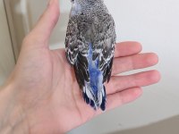 Yavru spangle erkek muhabbet kuşlarımız