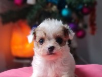 TeaCup Morkie Yavrular