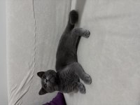 British Shorthair Erkek Yavru