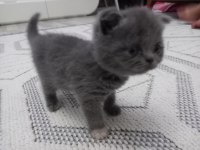 Yaz şekerleri scottish fold