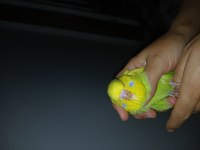 Show Jumbo Yavru kuşlar