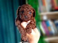 Toy poodle yavrularımız daha şirini yok