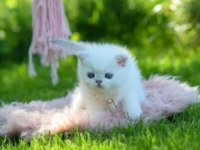 British shorthair dişi yavru