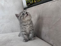 2 aylık yavru kedilerimiz sahiplendirilecektir