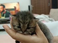 Scottish Fold Yavrular
